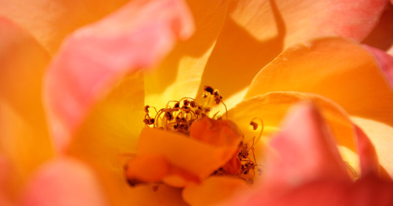 Umbrella Rides The Wind